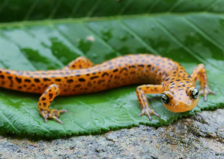Longtail Salamander